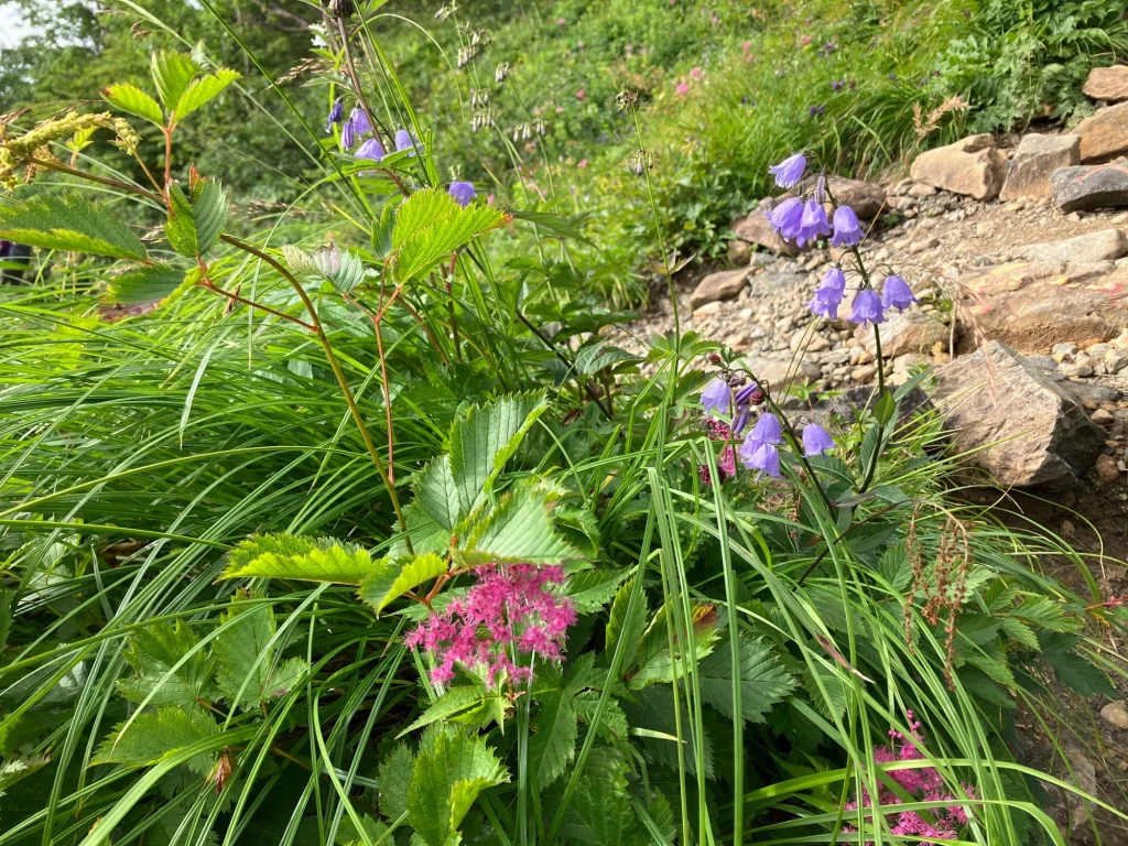 高山植物が美しい