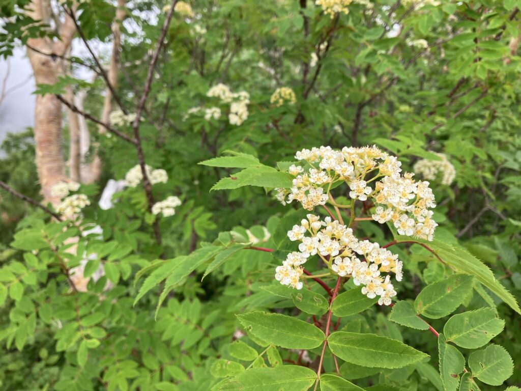 燕岳の高山植物