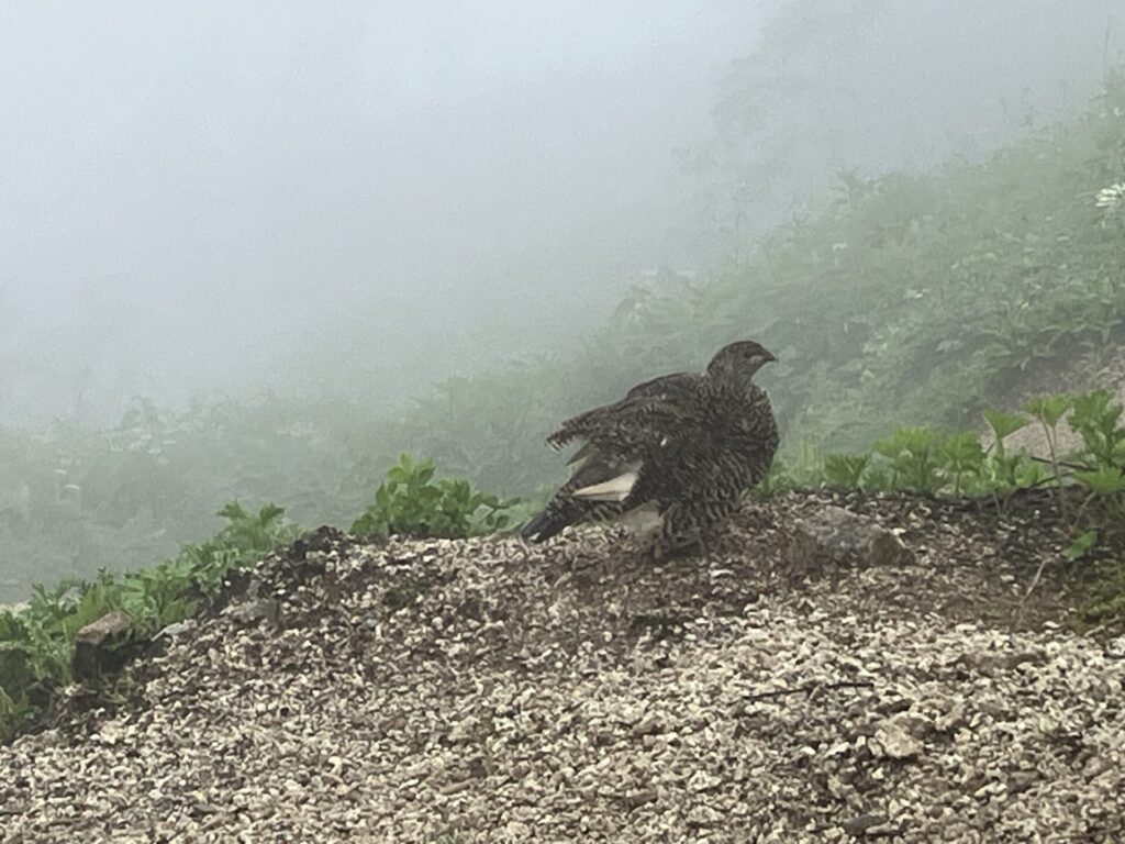 歩き始めてすぐになんだか人だかりがある。  ？？？と思ったが、すぐに雷鳥がいるんだなと分かった。