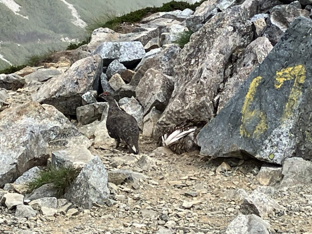 雷鳥がいるんだ、と分かった。