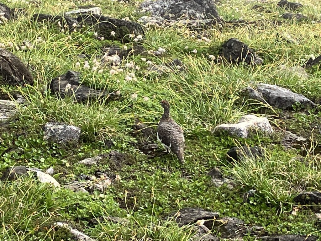 さっきもガスってきたら雷鳥に会えたので、また雷鳥がいるかも、なんて言いながら歩いていたら、本当にいた。　