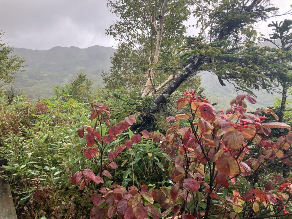 紅葉の雰囲気もわずかだがある。